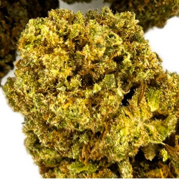 Blueberry – Image 3