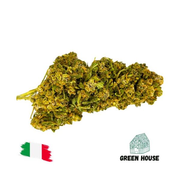 Gelato