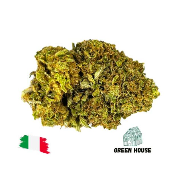Orange Bud