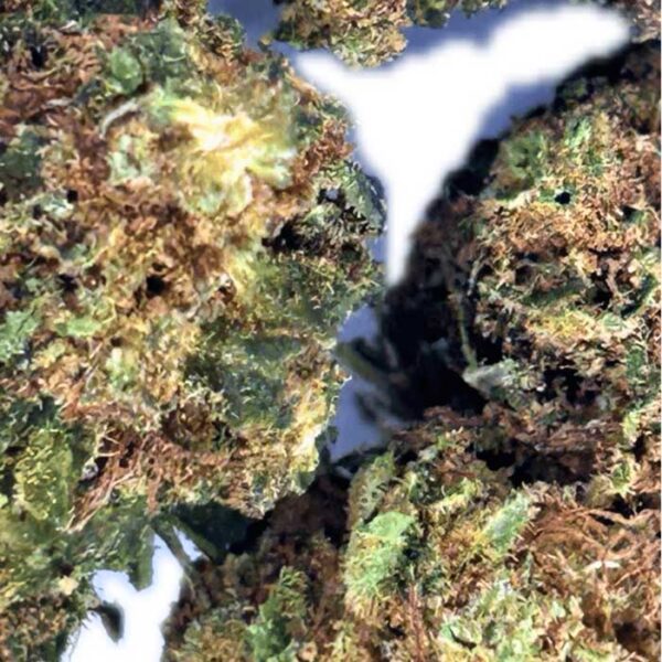 Orange Bud – Image 3