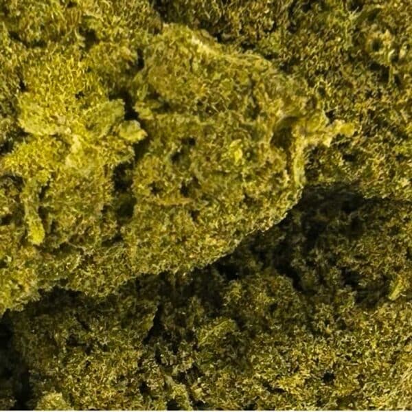 Jack Herer – Image 3
