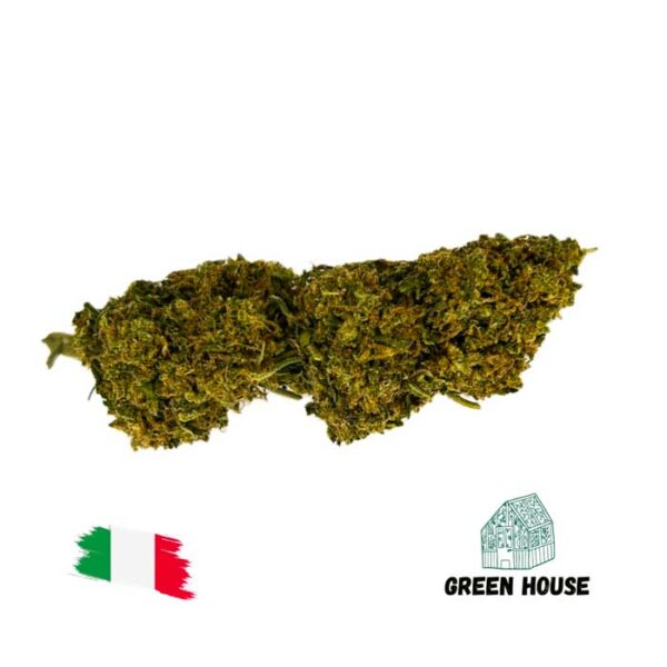 Northern Lights