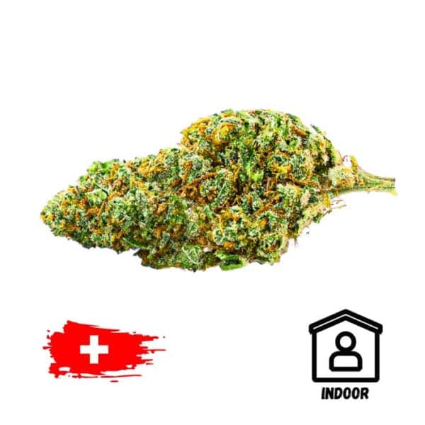 Amnésia Indoor