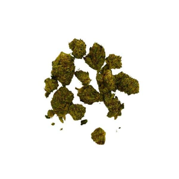 Small Bud Blueberry Indoor – Image 2
