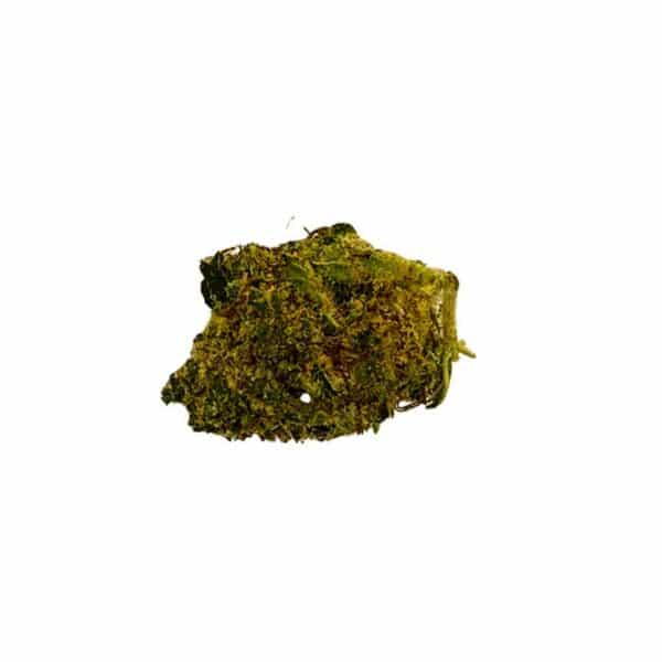 Small Bud Blueberry Indoor