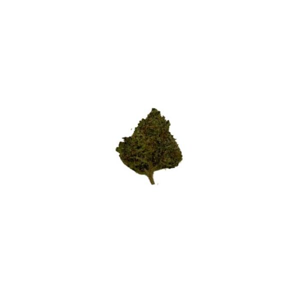 Small Bud Gelato Indoor