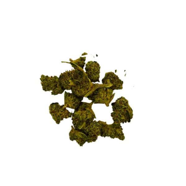 Small Bud Mobydick Indoor – Image 2